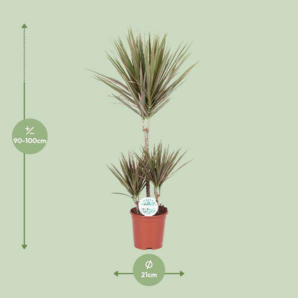 Drachenbaum – Dracaena Bicolor – Zimmerpflanze Ø21cm – ca. 95cm hoch – pflegeleichte Grünpflanze mit zweifarbigen Blättern – luftreinigende Pflanze für Zuhause & Büro
