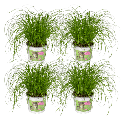 Katzengras – Cyperus Alternifolius – 4 Zimmerpflanze Ø12cm – ca. 20cm hoch – gesundes Grün für Katzen