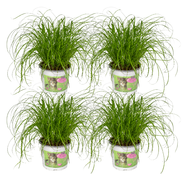 Katzengras – Cyperus Alternifolius – 4 Zimmerpflanze Ø12cm – ca. 20cm hoch – gesundes Grün für Katzen