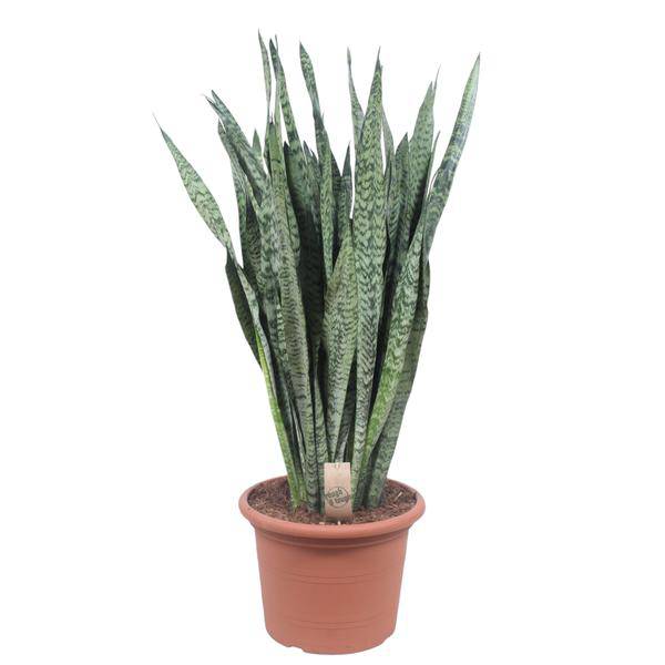 Ceylon – Bogenhanf – Sansevieria Zeylenica – Zimmerpflanze 110cm – Ø35cm – Pflegeleichte Grünpflanze für Wohnzimmer, Büro & Schlafzimmer