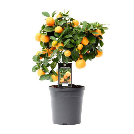 Orangenbaum Citrus Calamondin Zimmerpflanze Ø15cm ↕40cm – pflegeleichte Grünpflanze für Wohnzimmer, Büro & helle Standorte kaufen