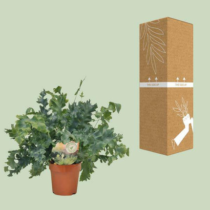 Goldtüpfelfarn – Phlebodium Davana – Zimmerpflanze – Ø12cm – ↕35cm – immergrüner Farn für Innenräume – pflegeleichte Grünpflanze mit dekorativen Wedeln