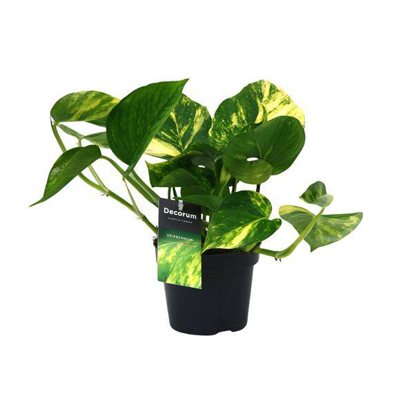 Efeutute Scindapsus Epipremnum Aureum – Ø12cm – ↕25cm – Pflegeleichte Rankpflanze & luftreinigende Zimmerpflanze – Grünpflanze für Wohnzimmer, Büro & Schlafzimmer