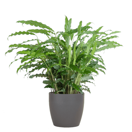 Calathea Rufibarba Korbmarante – Zimmerpflanze Ø17cm – ca. 55cm hoch – samtige Blätter – inkl. Viber Grau Topf