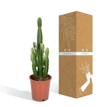 Kaktus-Wolfsmilch – Euphorbia Acrurensis (Cowboy-Kaktus) – Zimmerpflanze – Ø24cm ↕60–80cm – Sukkulente – Pflegeleicht – Exotisches Wüstendesign