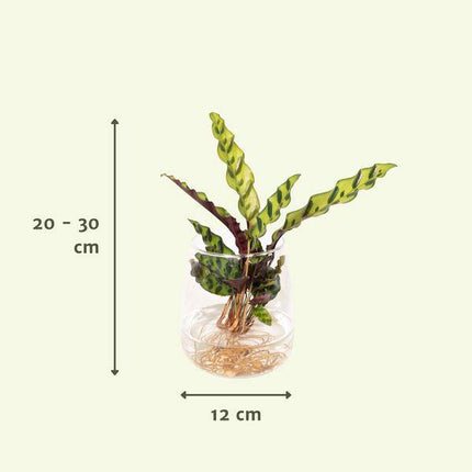 Korbmarante Calathea Insignis – Hydroponische Zimmerpflanze im Kingston-Glas – Ø12cm – 30cm Höhe – grünes dekoratives Laub – pflegeleicht & blütenfrei