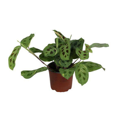 Pfeilwurz – Maranta Leuconeura Fascinator Variegata – Zimmerpflanze – Ø12cm – ↕30cm – tropische Gebetspflanze mit einzigartigem Blattmuster – pflegeleichte Deko-Pflanze