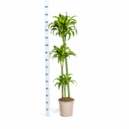 Dracaena Deremensis Dorado – Drachenbaum – Ø24cm – ↕120-140cm – Elegante Zimmerpflanze mit dunkelgrünen Blättern & gelbem Rand – Pflegeleicht & luftreinigend