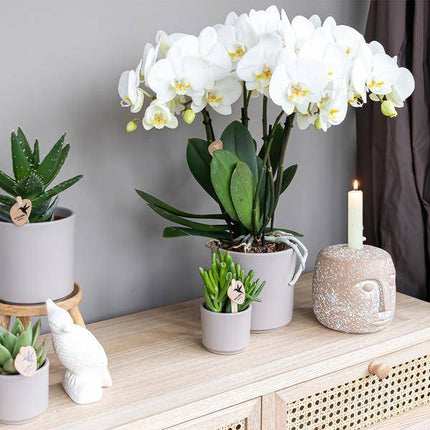 Crassula Hobbit Zimmerpflanze Ø6cm – pflegeleichte Sukkulente für Wohnzimmer, Büro & helle Standorte kaufen