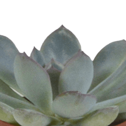 Sukkulenten Mix – 5 Pflanzen– Ø5,5cm Zimmerpflanzen im weißen Glas – Verschiedene Mini-Sukkulenten im Übertopf – Pflegeleichte Pflanzen für Fensterbank, Büro & Wohnzimmer