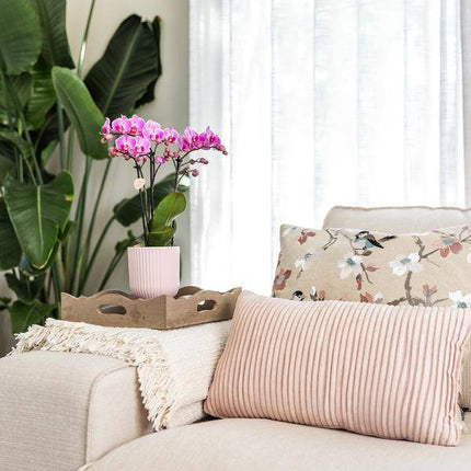 Diabolo Topf – Rosa – Ø6cm – Moderner Dekotopf für kleine Zimmerpflanzen, Sukkulenten & Kakteen – Eleganter Keramik Blumentopf für stilvolle Wohnraumgestaltung