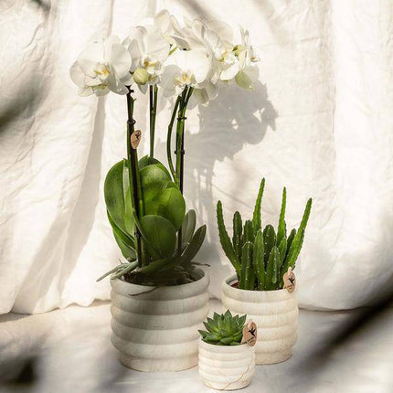 Dekotopf Marmor – Hell – Ø6cm – Eleganter Keramik Blumentopf in Marmoroptik – Zeitloses Design – Für Mini-Pflanzen, Sukkulenten & Kakteen