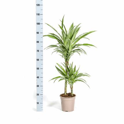 Dracaena Deremensis White Stripe – Drachenbaum – Ø19cm – ↕70-90cm – Elegante Zimmerpflanze mit weißen Blattstreifen – Pflegeleicht & luftreinigend