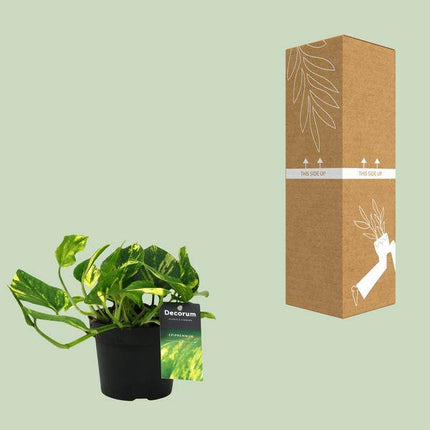 Efeutute Scindapsus Epipremnum N’Joy Gold – Ø12cm – ↕25cm – Pflegeleichte Rankpflanze & luftreinigende Zimmerpflanze – Grünpflanze für Wohnzimmer, Büro & Schlafzimmer