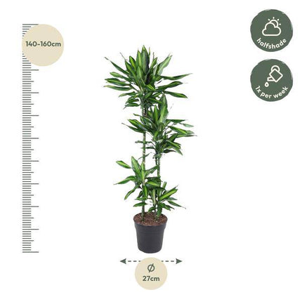 Drachenbaum – Dracaena Cintho 150cm – Ø27cm – Zimmerpflanze mit grünen Blättern & hellgrünem Rand – Tropische pflegeleichte Dekopflanze für Wohnzimmer, Büro & Wintergarten