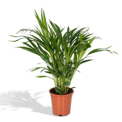 Goldfruchtpalme – Dypsis Lutescens – Areca Palme – Zimmerpflanze – Ø17cm ↕60cm – Luftreinigend – Tropisches Flair – Pflegeleicht – Halbschatten