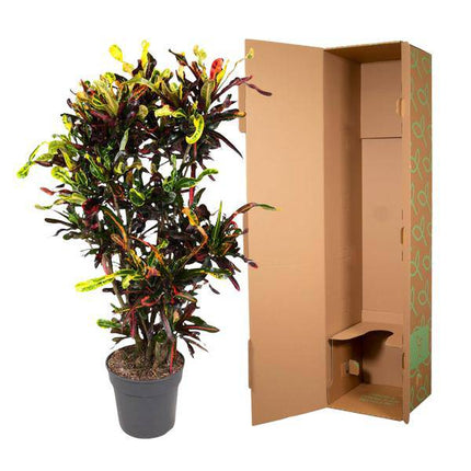 Wunderstrauch – Codiaeum Mammi – Zimmerpflanze – 120cm – Ø31cm – bunte exotische Blätter in Grün, Gelb, Rot und Orange – dekorative Indoor-Pflanze