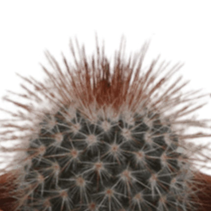 Kakteen Mix – 5 Pflanzen– Ø5,5cm Zimmerpflanzen im Terrakotta-Topf – Verschiedene Mini-Kakteen – Pflegeleichte Sukkulenten für Fensterbank, Büro & Wohnzimmer