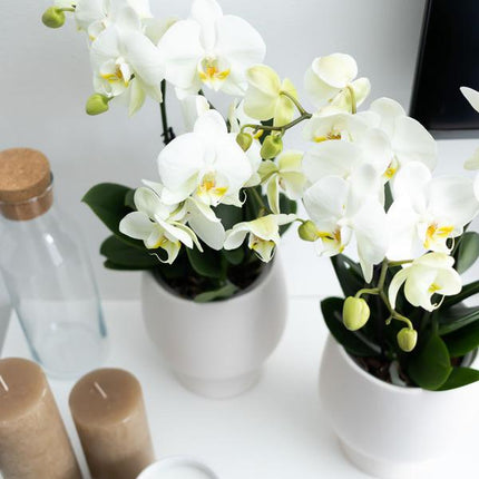 Weiße Phalaenopsis Orchidee Juwel Gent – Blühende Zimmerpflanze – Ø12cm – Elegante weiße Blüten – Perfekt für Zuhause & Büro