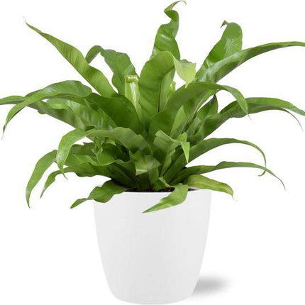 Asplenium Antiquum Nestfarn – Zimmerpflanze Ø17cm ↕45cm – Mit Topf Brüssel Weiß Ø18x17cm – Eleganter japanischer Farn für Innenräume – Pflegeleicht & dekorativ