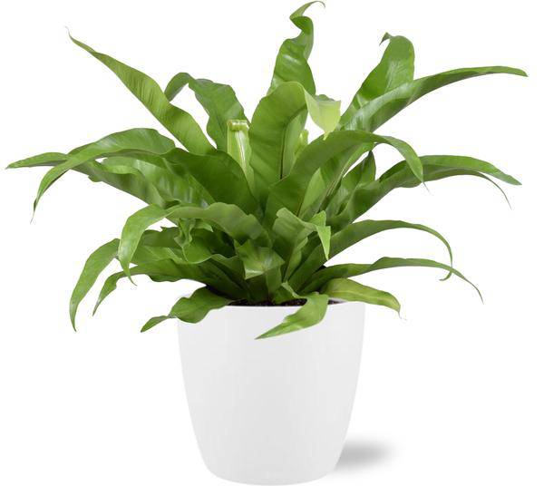 Asplenium Antiquum Nestfarn – Zimmerpflanze Ø17cm ↕45cm – Mit Topf Brüssel Weiß Ø18x17cm – Eleganter japanischer Farn für Innenräume – Pflegeleicht & dekorativ