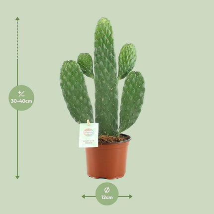Feigenkaktus Opuntia Rubescens Consolea Zimmerpflanze Ø12cm ↕35cm – pflegeleichte Sukkulente für Wohnzimmer, Büro & helle Standorte kaufen