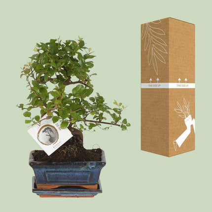 Bonsai in S-Form – Zimmerpflanze Ø15cm – Höhe ca. 15cm – Eleganter Mini-Baum für Wohnung & Büro – Dekorativ & pflegeleicht