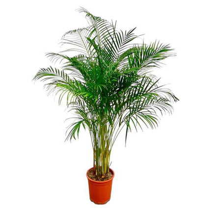 Goldfruchtpalme – Dypsis Lutescens – Areca-Palme – Zimmerpflanze – ca. 170 cm hoch – Ø24 cm Topf – Tropisches Flair für Innenräume – Luftreinigend & Pflegeleicht