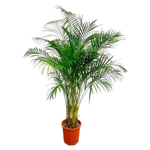 Goldfruchtpalme – Dypsis Lutescens – Areca-Palme – Zimmerpflanze – ca. 170 cm hoch – Ø24 cm Topf – Tropisches Flair für Innenräume – Luftreinigend & Pflegeleicht