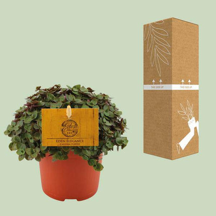 Callisia repens – Kriechendes Schönpolster – Ø10,5cm – ↕15cm – Beliebte Zimmerpflanze mit hängenden Ranken – Pflegeleicht & dekorativ – Luftreinigende Grünpflanze