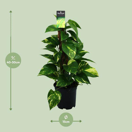 Efeutute Scindapsus Epipremnum – Ø15cm – ↕50cm – Pflegeleichte Rankpflanze & luftreinigende Zimmerpflanze – Grünpflanze für Wohnzimmer, Büro & Schlafzimmer