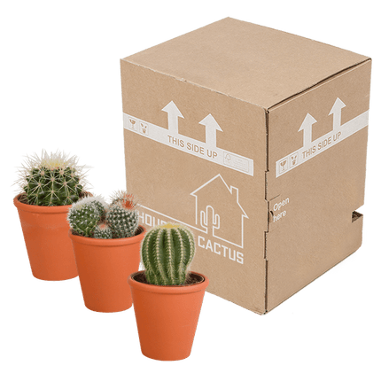 Kaktus Bolcactus Mix – 3 Pflanzen – Ø8,5cm Zimmerpflanzen im Terrakotta-Topf – Verschiedene Kugelkakteen – Pflegeleichte Sukkulenten für Fensterbank, Büro & Wohnzimmer