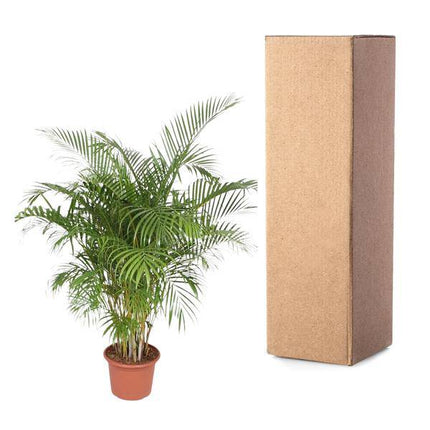 Goldfruchtpalme Dypsis Lutescens – Areca-Palme – 200cm hoch – Ø40cm – Große tropische Zimmerpflanze mit federartigen Blättern – Pflegeleicht & dekorativ – Für Wohnzimmer, Büro & Innenräume