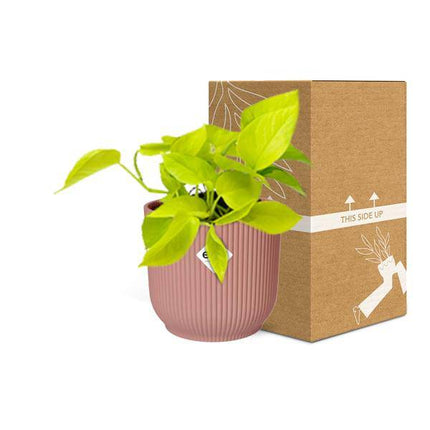 Efeutute Epipremnum Pinnatum Golden Pothos – Zimmerpflanze im dekorativen Topf Vibes Fold 14cm Rosa – pflegeleichte Rankpflanze mit luftreinigenden Eigenschaften