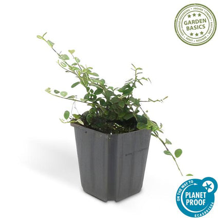 Cotoneaster prostratus 'Königin der Teppiche' – Teppichmispel – Ø9cm – ↕10-25cm – 12 Pflanzen – Winterharter Bodendecker mit Blüten & Beeren