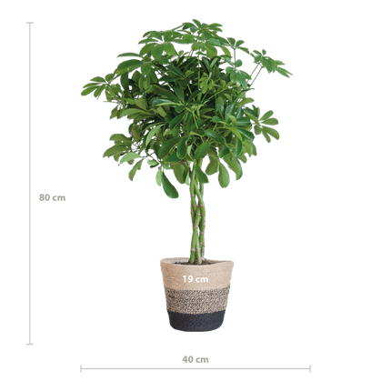 Schefflera Arb Nora – Birkenfeige – Zimmerpflanze + Korb Lissabon Schwarz – ↕70cm – Ø21cm – Handförmige Blätter – Kletterpflanze für Innenräume – Pflegeleicht & dekorativ