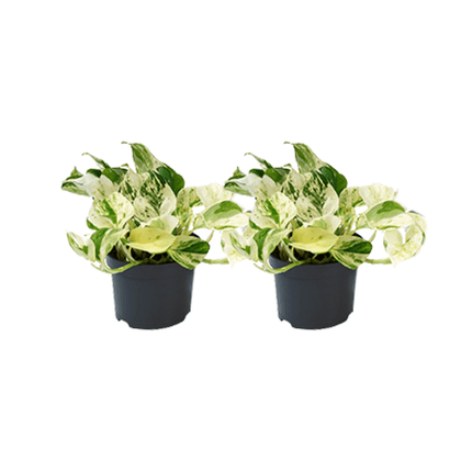 Epipremnum Happy Leaf – Efeutute – 2 Pflanzen – Ø12cm – Zimmerpflanzen mit hängendem Wuchs – Grünpflanzen mit dekorativen Blättern