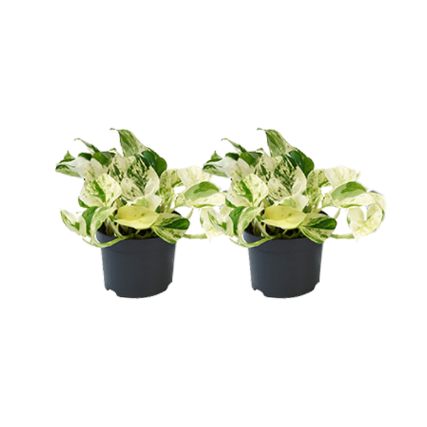 Epipremnum Happy Leaf – Efeutute – 2 Pflanzen – Ø12cm – Zimmerpflanzen mit hängendem Wuchs – Grünpflanzen mit dekorativen Blättern