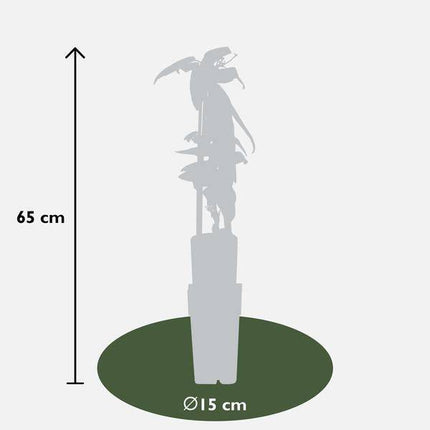 Armands Waldrebe – Clematis armandii – Immergrüne Clematis Weiß – Ø15cm – ca. 65cm hoch