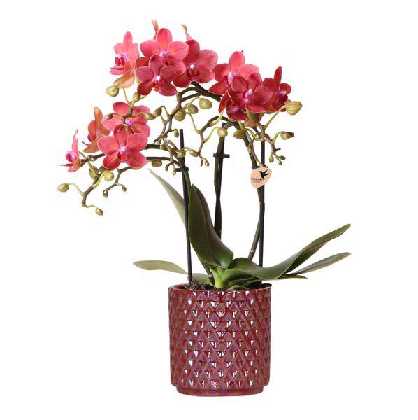 Phalaenopsis Orchidee ‘Congo’ Rot – Zimmerpflanze mit 2–3 Blütenstielen – Im Diamond Pearl Ziertopf Rot Ø9cm – Multiflora-Orchidee für modernes Interieur