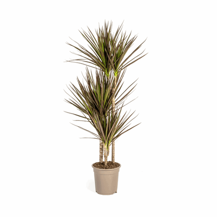 Dracaena Marginata Magenta – Drachenbaum – Zimmerpflanze Ø21cm ↕110-130cm – Schlank & Exotisch