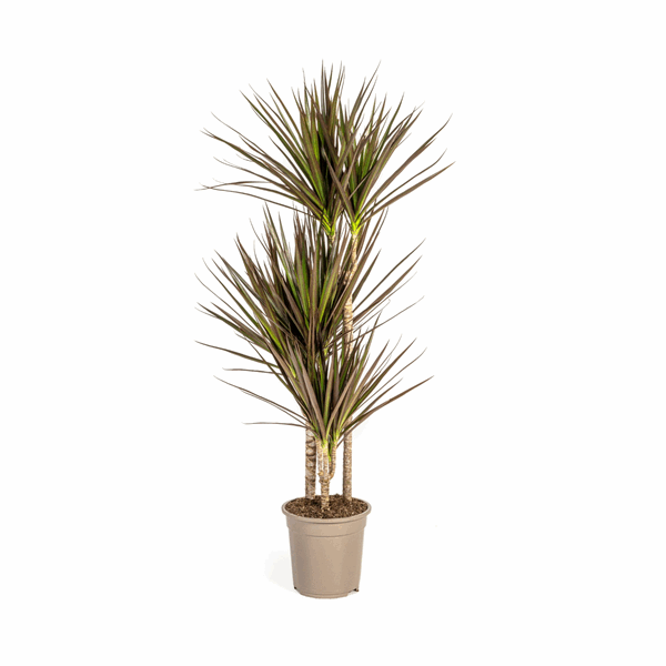 Dracaena Marginata Magenta – Drachenbaum – Zimmerpflanze Ø21cm ↕110-130cm – Schlank & Exotisch