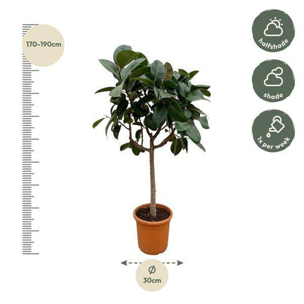 Gummibaum Ficus Elastica Robusta Zimmerpflanze Ø40cm ↕170cm – pflegeleichte Grünpflanze für Wohnzimmer, Büro & helle Standorte kaufen