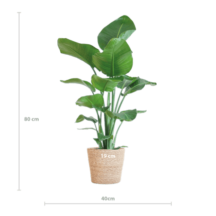 Strelitzia Nicolai – Paradiesvogelpflanze – Zimmerpflanze – 80 cm hoch – Ø21 cm – inkl. Korb Sofia Natur – dekorativ, pflegeleicht, tropisches Flair