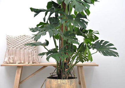 Monstera Deliciosa – Köstliches Fensterblatt – Zimmerpflanze 150cm – Ø27cm – Tropische XXL-Pflanze mit großen grünen Blättern – Dekorative Kübelpflanze für Wohnzimmer & Büro – Pflegeleicht