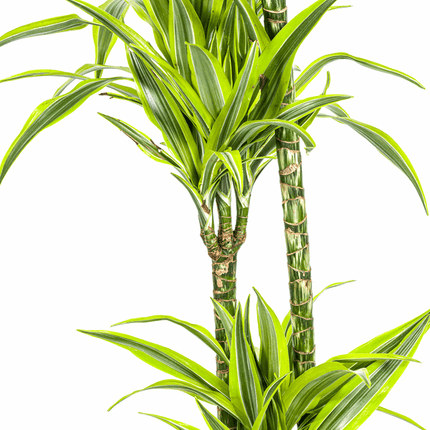 Drachenbaum Dracaena Deremensis Lemon Lime – Ø24cm – ↕130-150cm – Exotische Zimmerpflanze mit grün – gelben Blättern – Pflegeleicht & luftreinigend