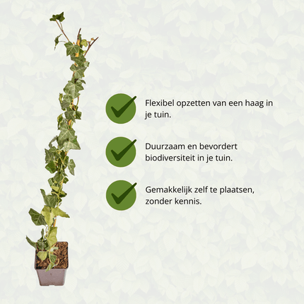 Hedera Hibernica Efeu – gestäbt – Höhe 80–100cm – Immergrüne Kletterpflanze für Hecke, Sichtschutz & Gartenbegrünung
