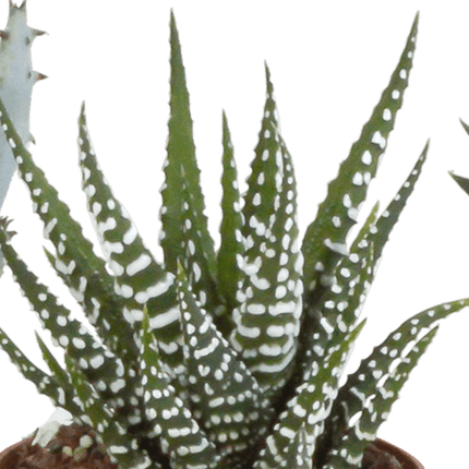 Sukkulenten Mix Gasteria & Haworthia – 5 Pflanzen – Ø5,5cm Zimmerpflanzen im Terrakotta-Topf – Pflegeleichte Mini-Sukkulenten – Dekopflanzen für Fensterbank, Büro & Wohnzimmer