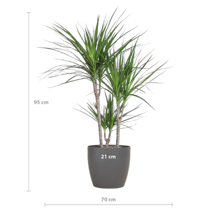 Drachenbaum – Dracaena Marginata – ↕95 cm – Ø21 cm-Topf + Design-Topf „Viber“ Grau – Pflegeleichte Zimmerpflanze – Luftreinigend & dekorativ