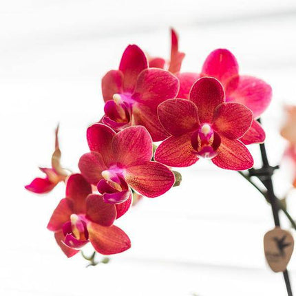 Phalaenopsis Orchidee Rot – Congo – Mit Gummitopf Travertin Keramik – Ø9cm – Höhe ca. 40cm – Blühende Zimmerpflanze mit 2-3 Zweigen – Elegante Deko & Geschenkidee